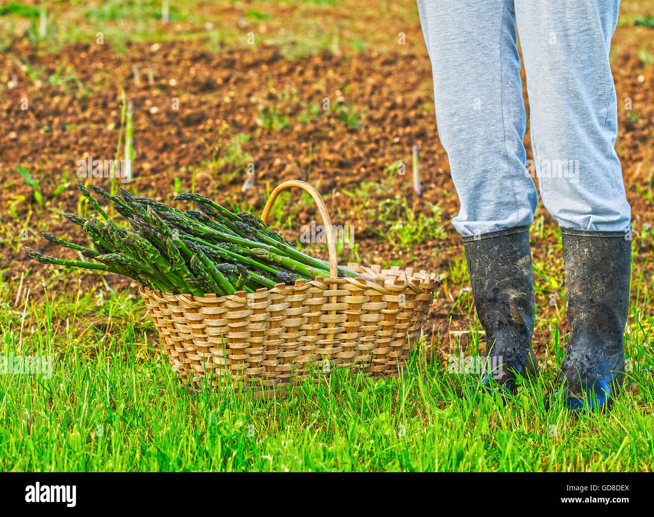 Healthy asparagus picked by someone in the garden. Stock Photo