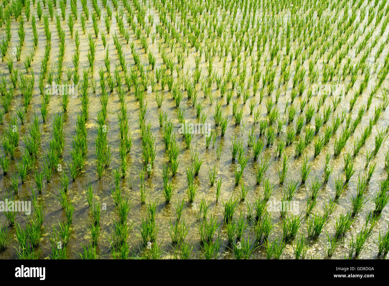 A Japanese rice paddy Stock Photo Alamy