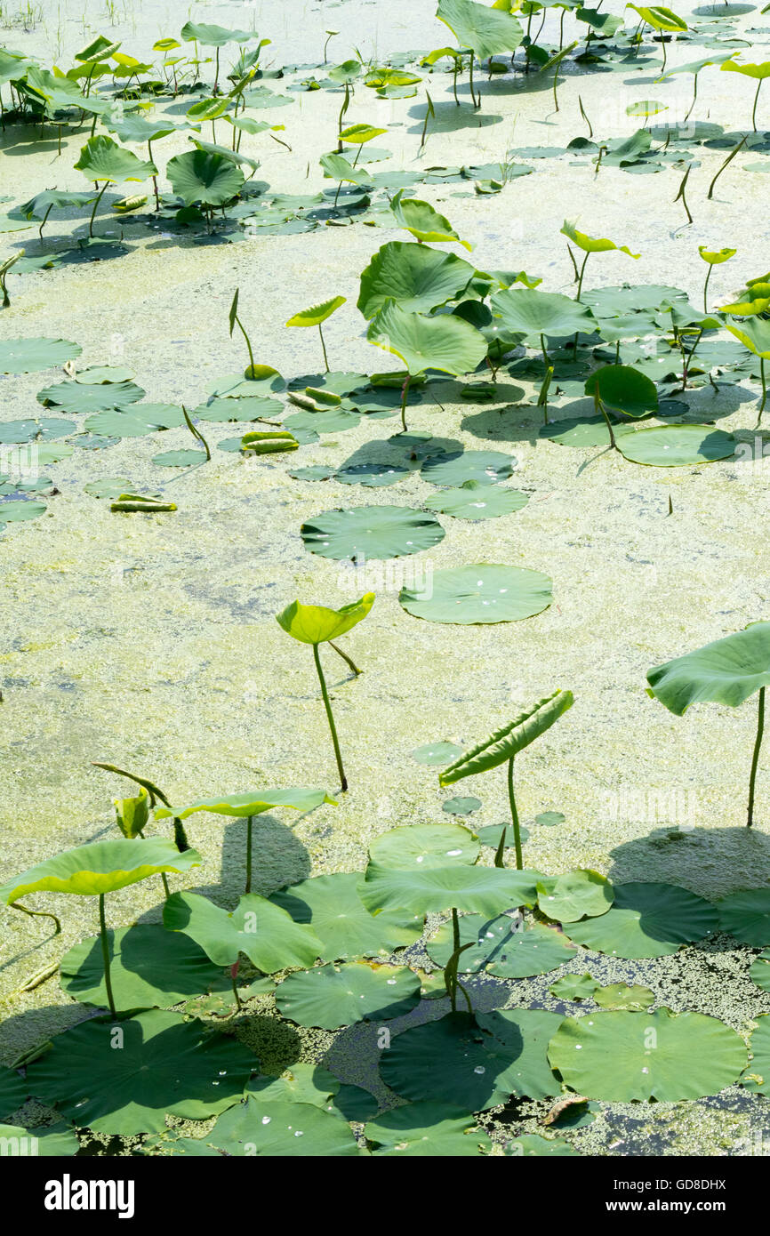 Lotus plants and green algae. Stock Photo