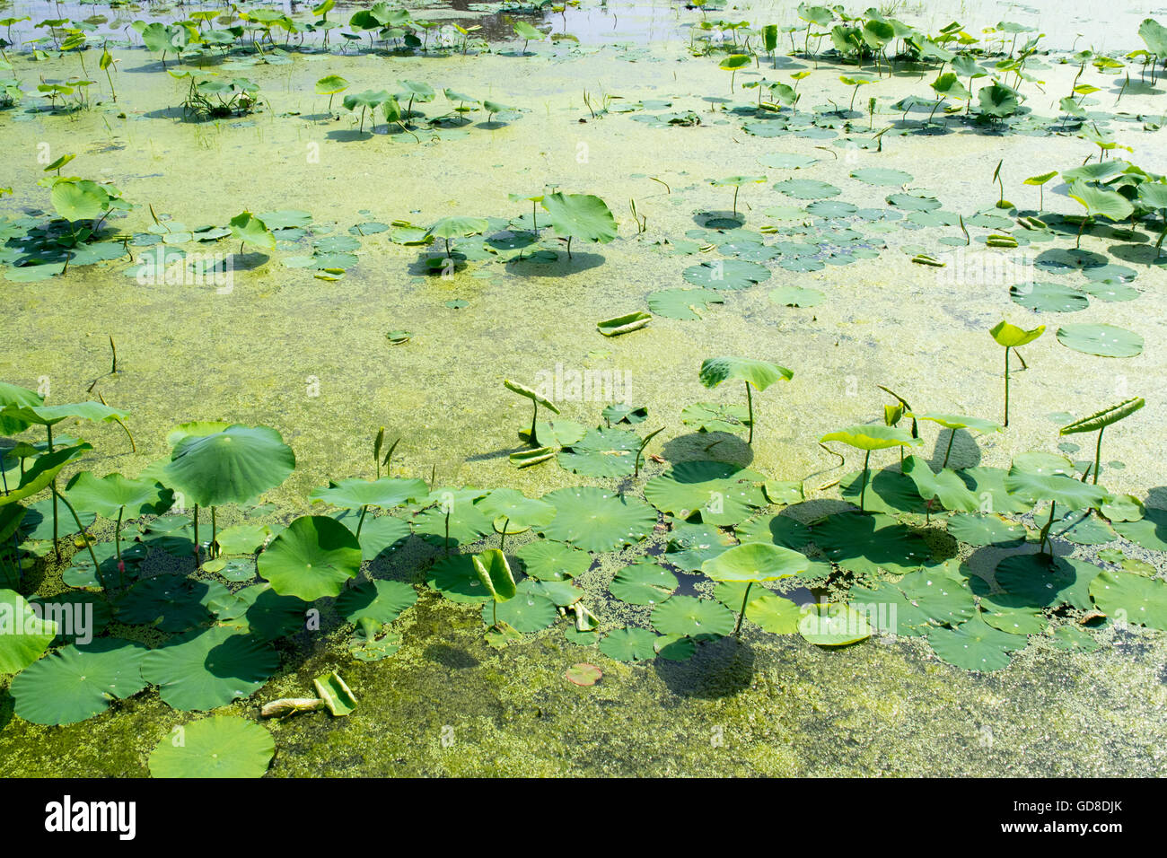 Lotus plants and green algae. Stock Photo