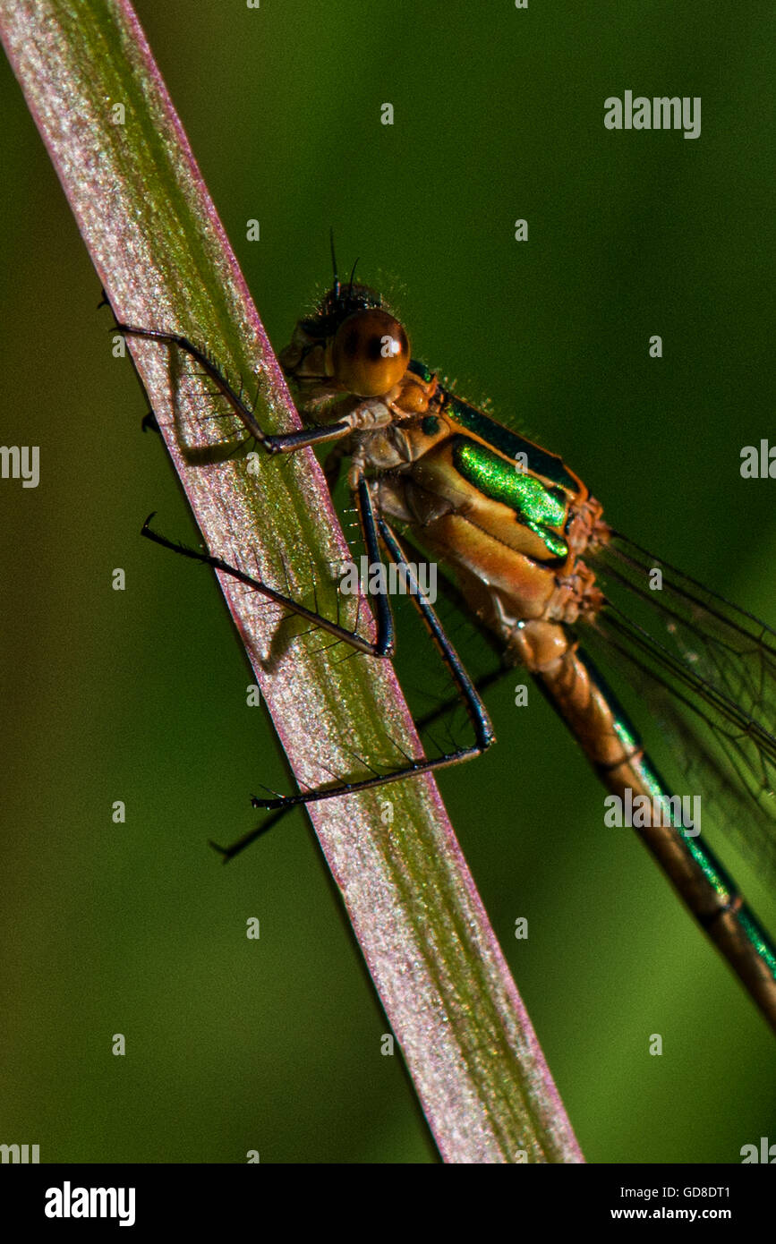 Immature male Emerald Damselfly or Common Spreadwing - Lestes sponsa ...