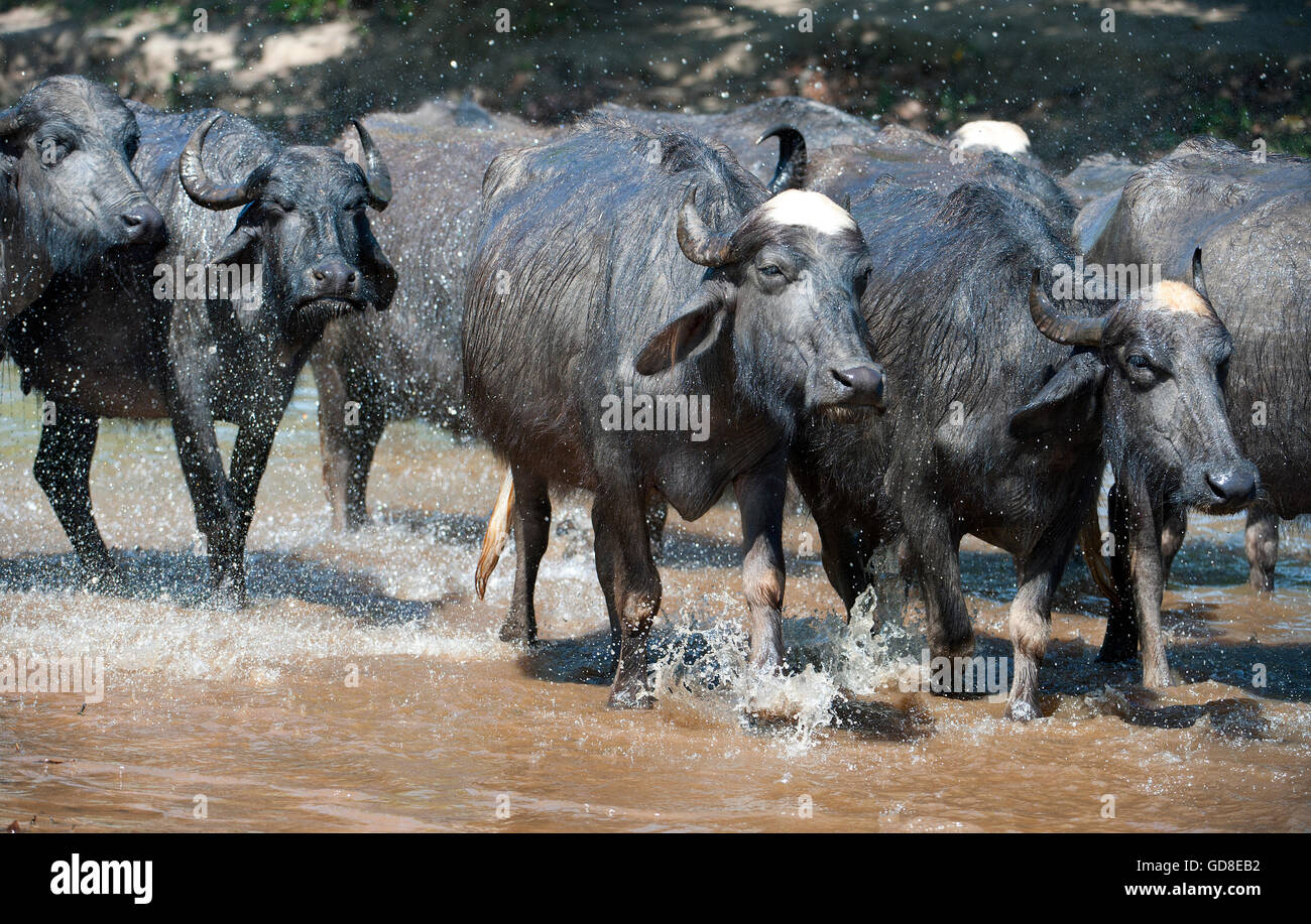 The image of Domestic Buffaloes in vilage outskirts of  Bandavgarh national park, India Stock Photo