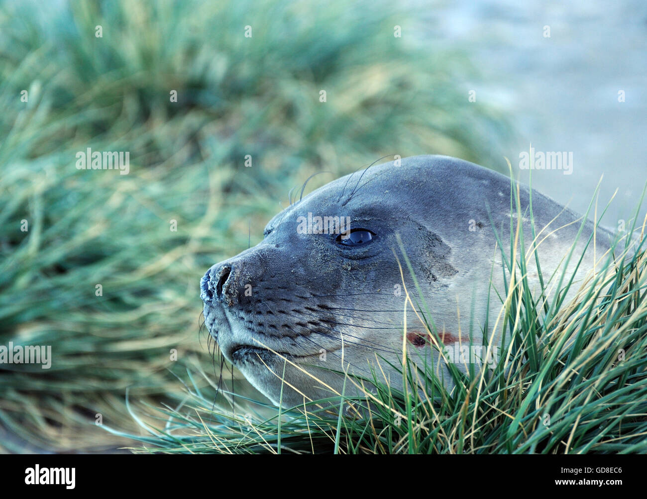 A juvenile Southern Elephant Seal (Mirounga leonine) rests among tussac grass (Poa flabellata) growing on a rocky hillside. Ocean Harbour, South Georg Stock Photo