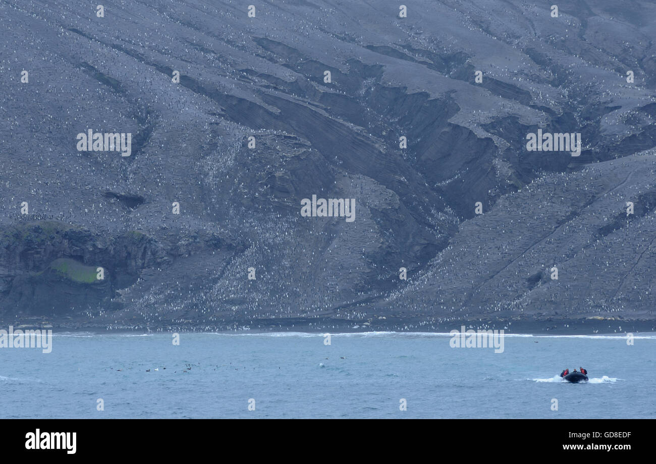 A zodiac leaves the black volcanic slopes and penguin colony of Saunders Island. Stock Photo