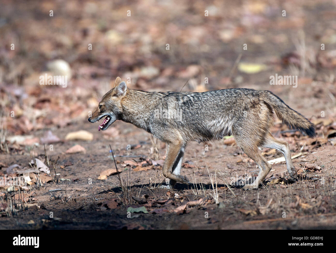 The image of Indian Jackal ( Canis aureus indicus ) was taken in Bandavgarh national park, India Stock Photo