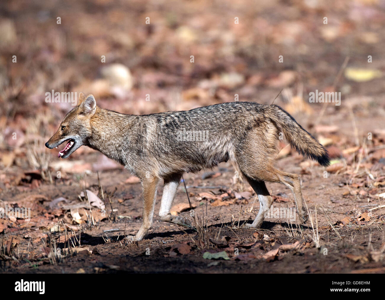 The image of Indian Jackal ( Canis aureus indicus ) was taken in Bandavgarh national park, India Stock Photo