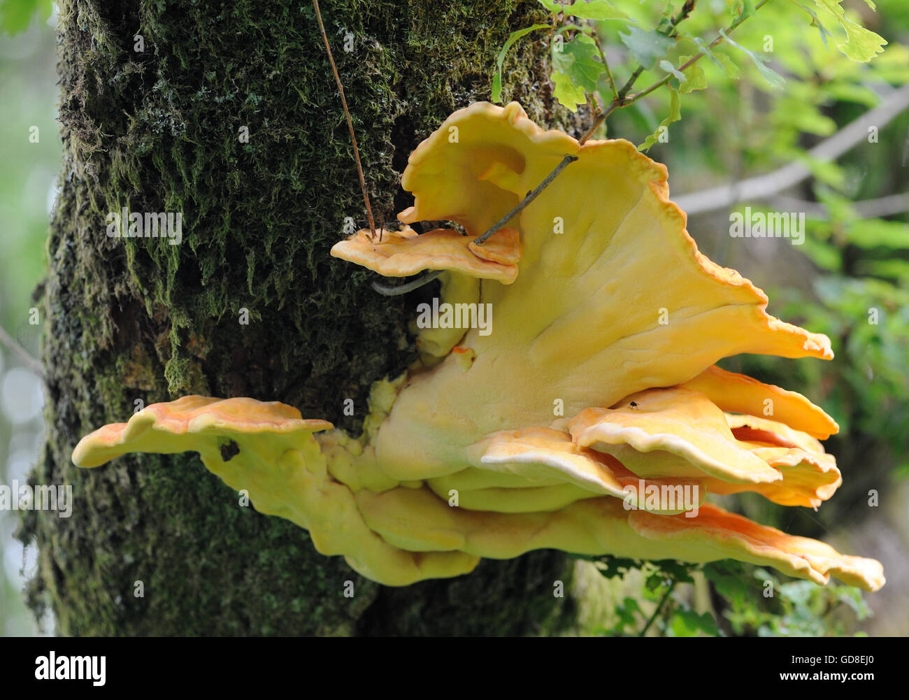 Sulphur shelf or chicken of the woods fungus (Laetiporus sulphureus) growing on the mossy trunk of an oak tree above Derwent Water Stock Photo