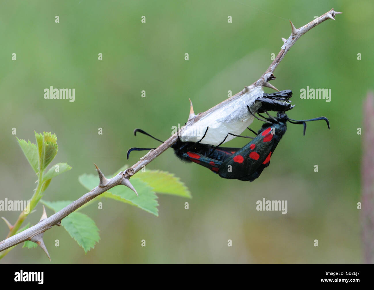 A five-spot burnet moth (Zygaena species) mating on the chrysalis case from which one of them has emerged.  Clints Quarry Nature Stock Photo