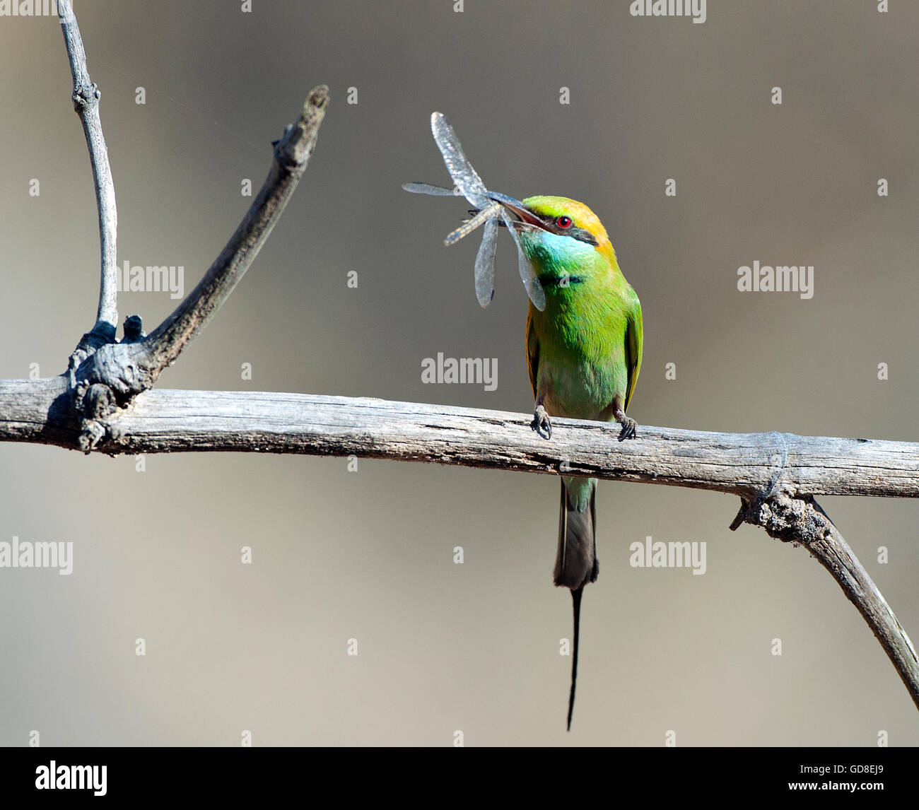 The image of Green bee-eater (  Merops orientalis ) was atken in  bandavgarh national park, India Stock Photo