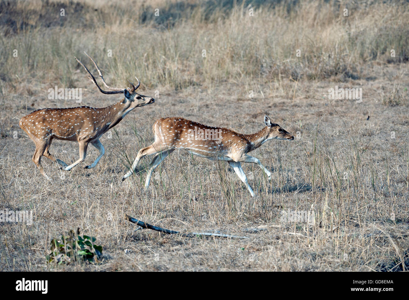 Spotted deer axis axis fight hires stock photography and images Alamy
