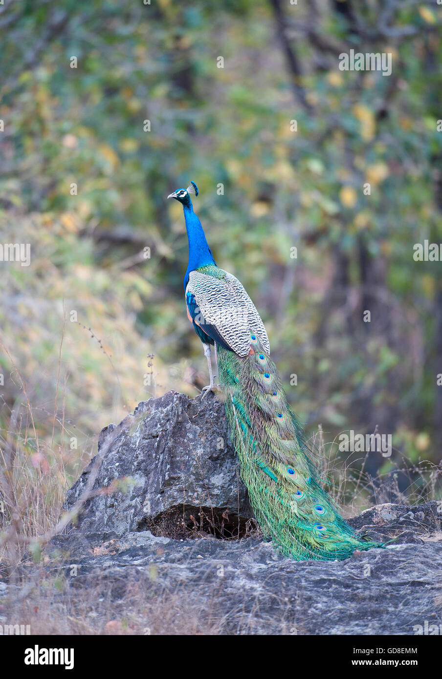 The image of Indian Peafowl (  Pavo cristatus )  was taken in  Bandavgarh national park, India Stock Photo