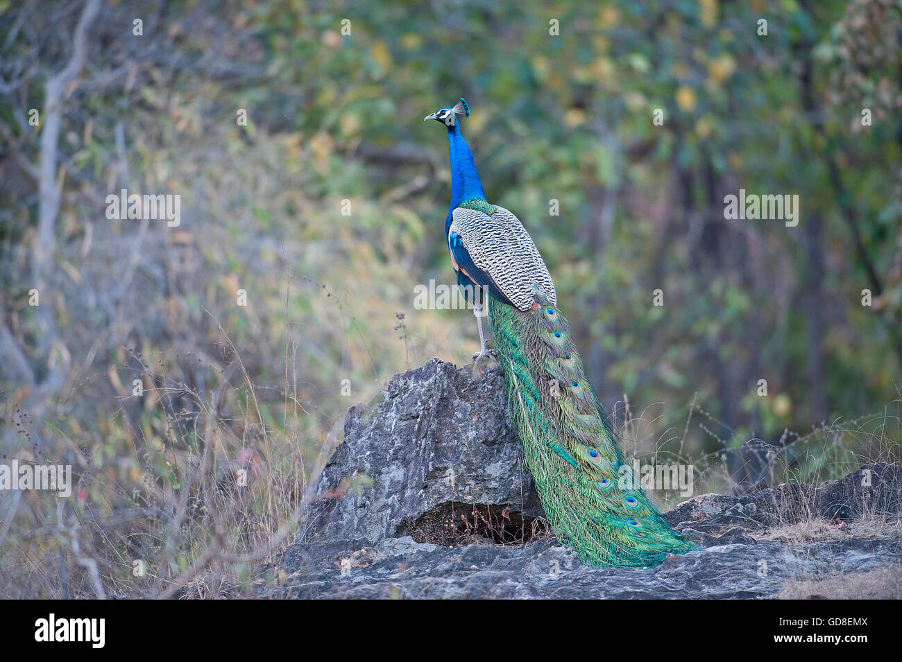 The image of Indian Peafowl (  Pavo cristatus )  was taken in  Bandavgarh national park, India Stock Photo