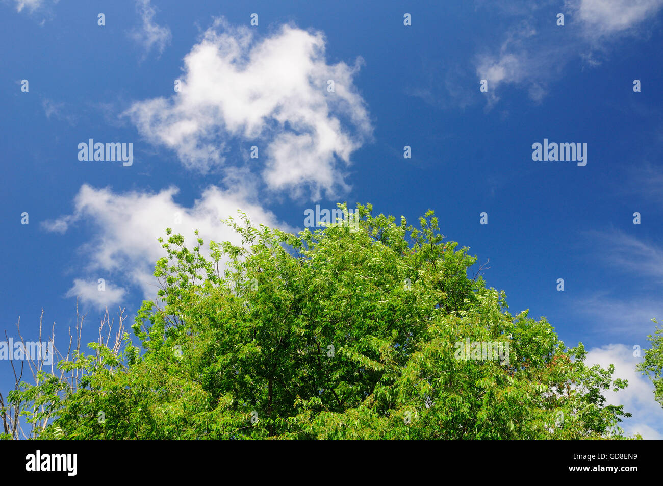 A green tree with blue sky and white clouds background in America Stock ...