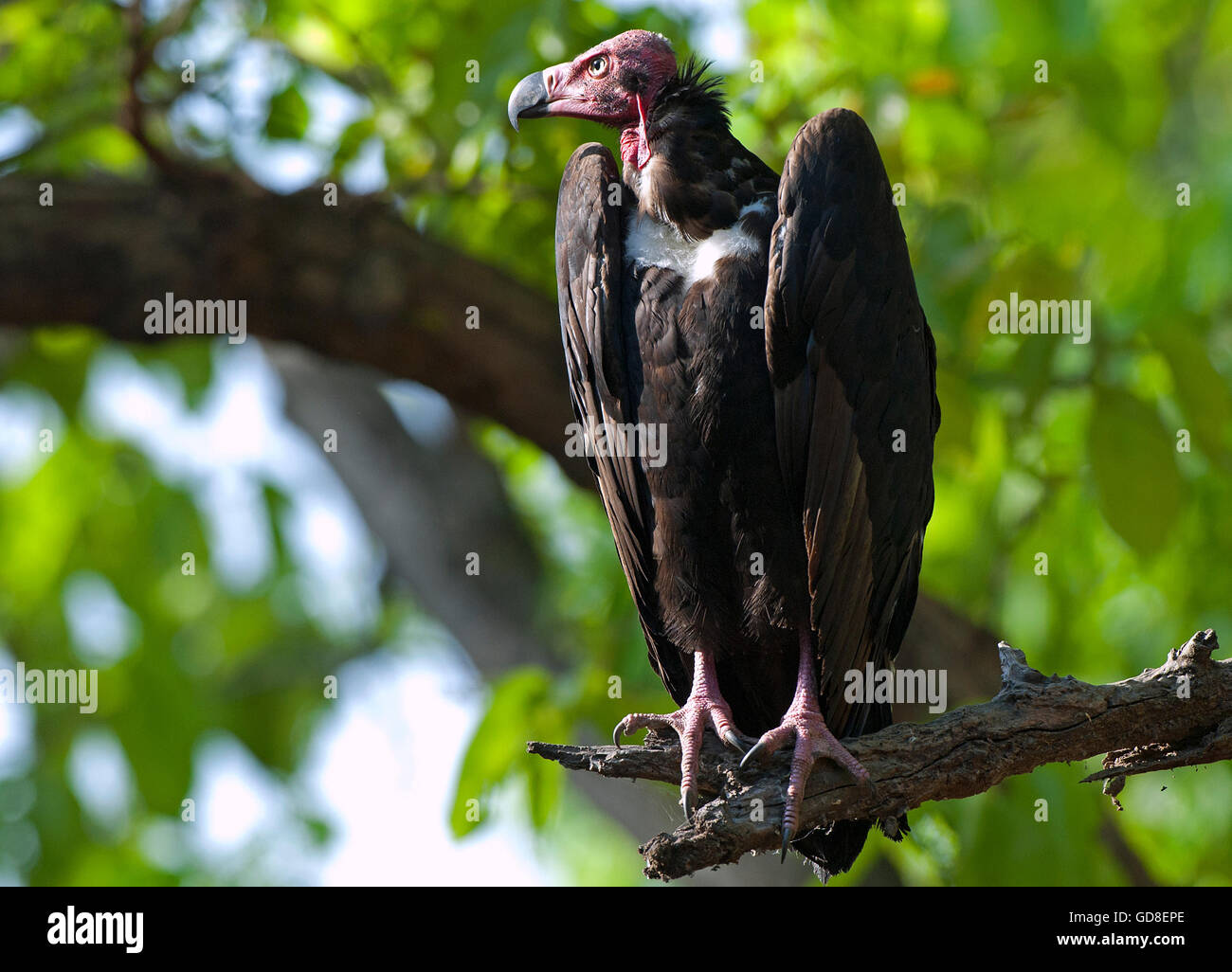 The image of  Red headed vulture ( Sarcogyps calvus ) Bandavgrah national park, India Stock Photo