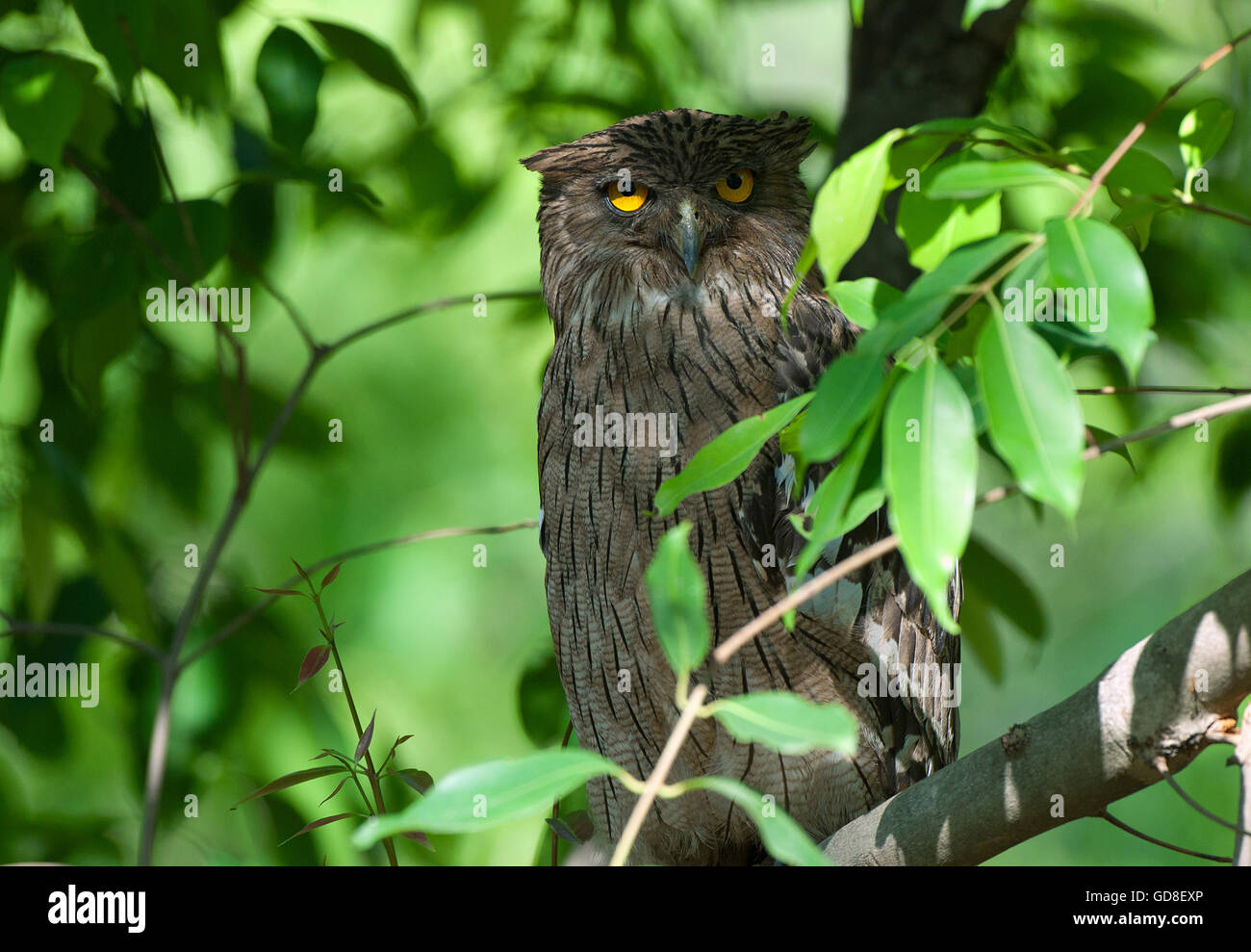 The image of  Brown Fish Owl (  Bubo zeylonensis) was taken in Bandavgarh national park, India Stock Photo