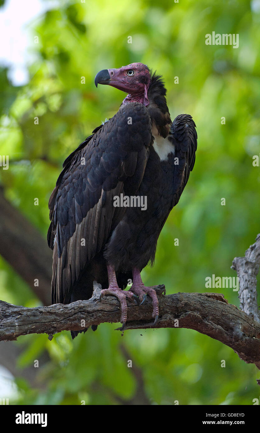 The image of  Red headed vulture ( Sarcogyps calvus ) was taken in Bandavgrah national park, India Stock Photo
