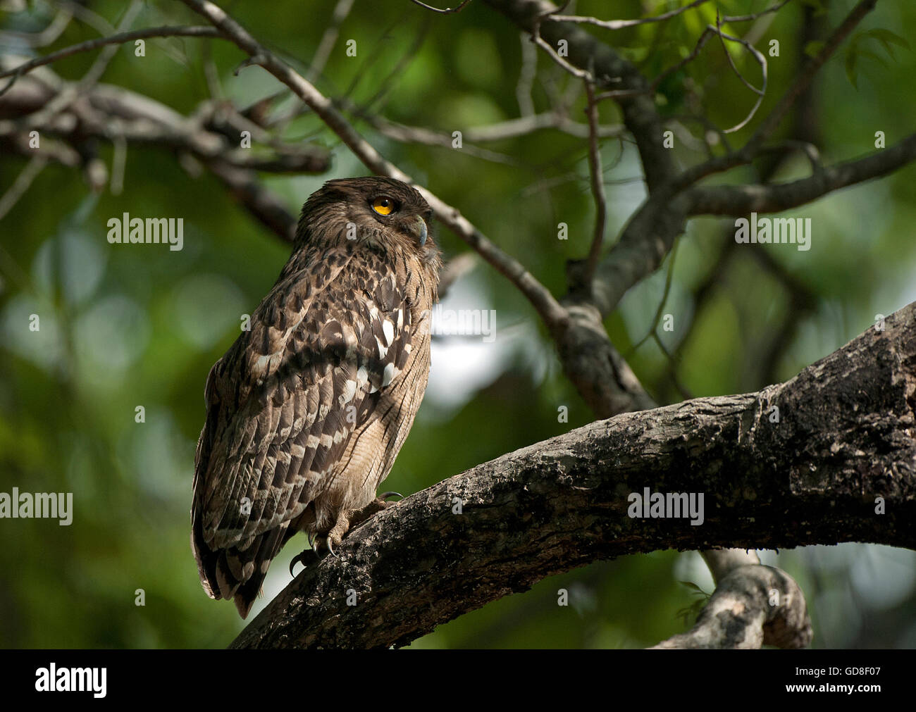 The image of  Brown Fish Owl (  Bubo zeylonensis) was taken in Bandavgarh national park, India Stock Photo