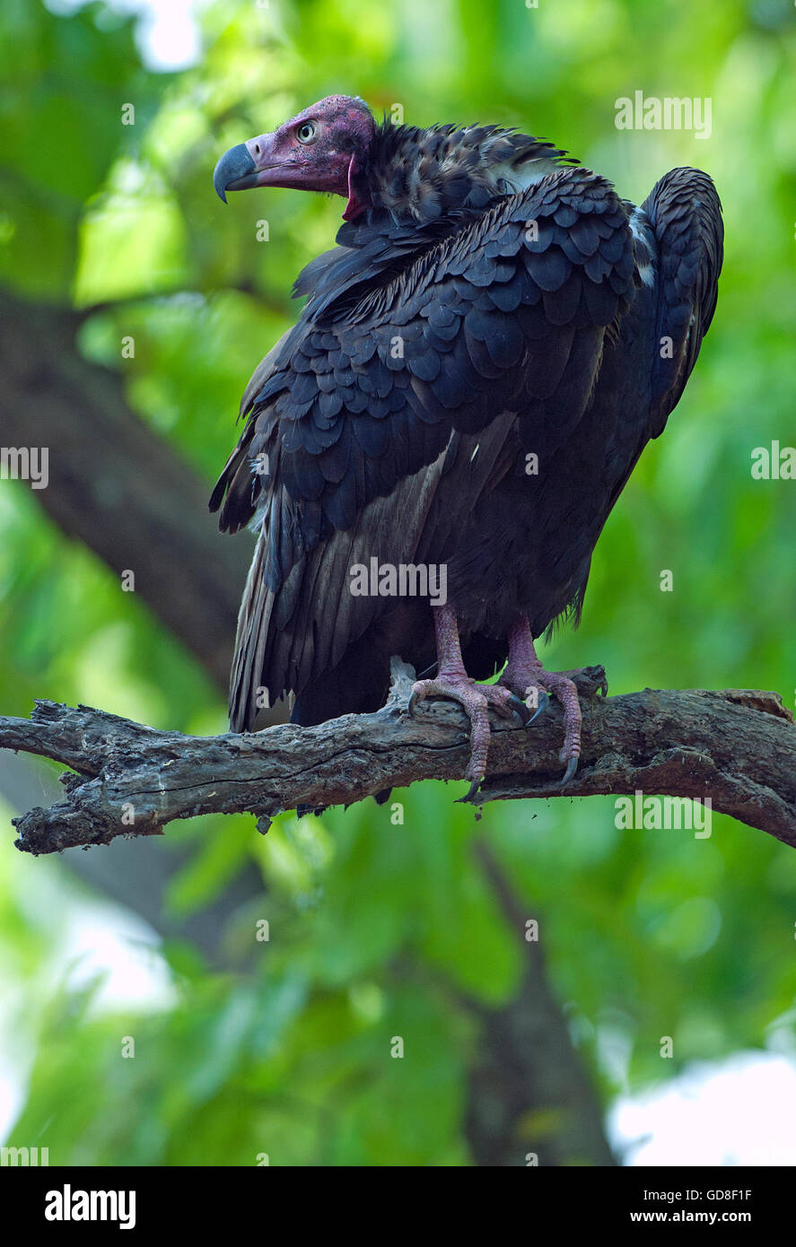 The image of  Red headed vulture ( Sarcogyps calvus ) was taken in Bandavgarh national park, India Stock Photo