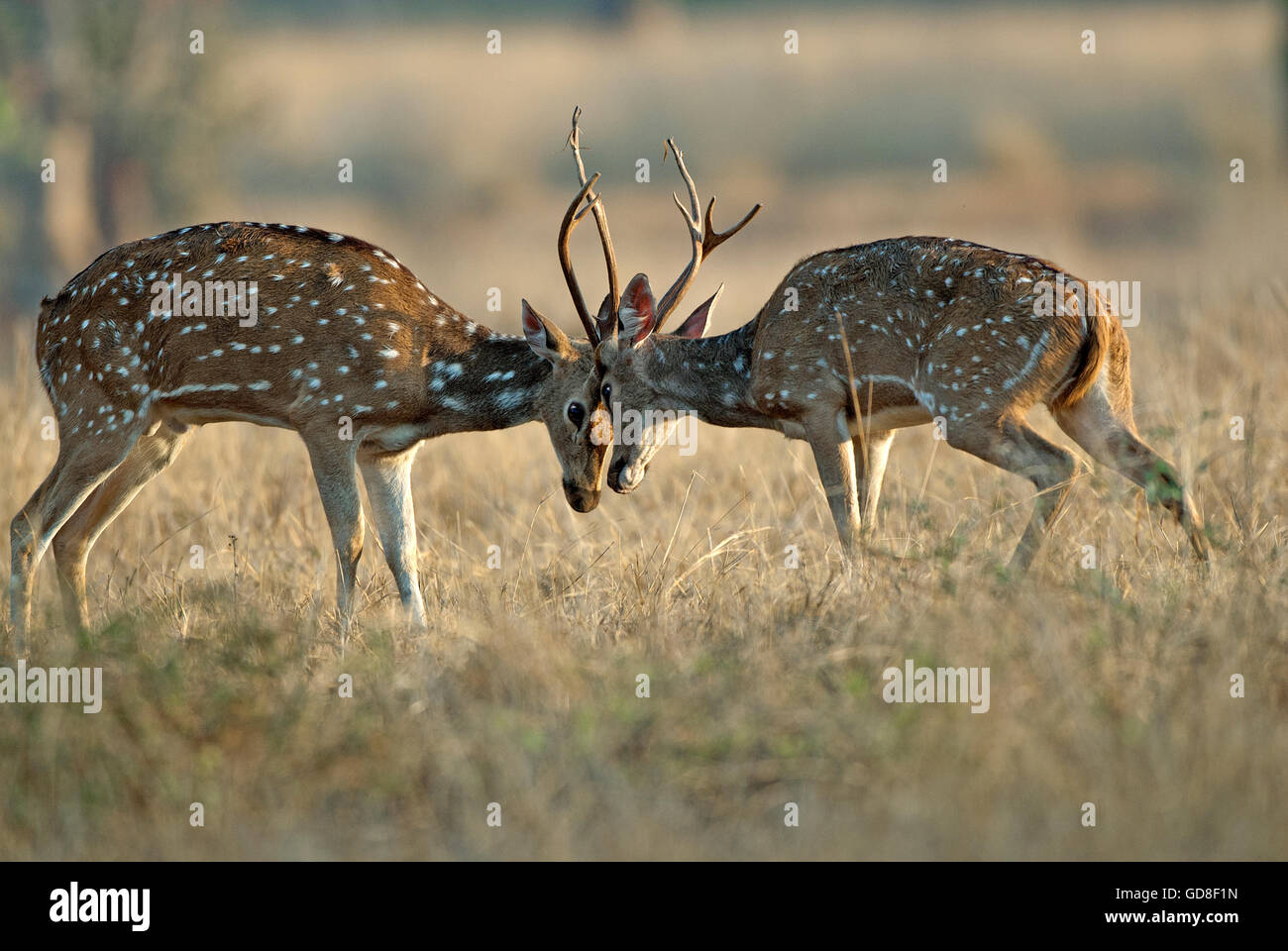 The image of Spotted deer ( Axis axis ) fight , Bandavgarh national park, India Stock Photo