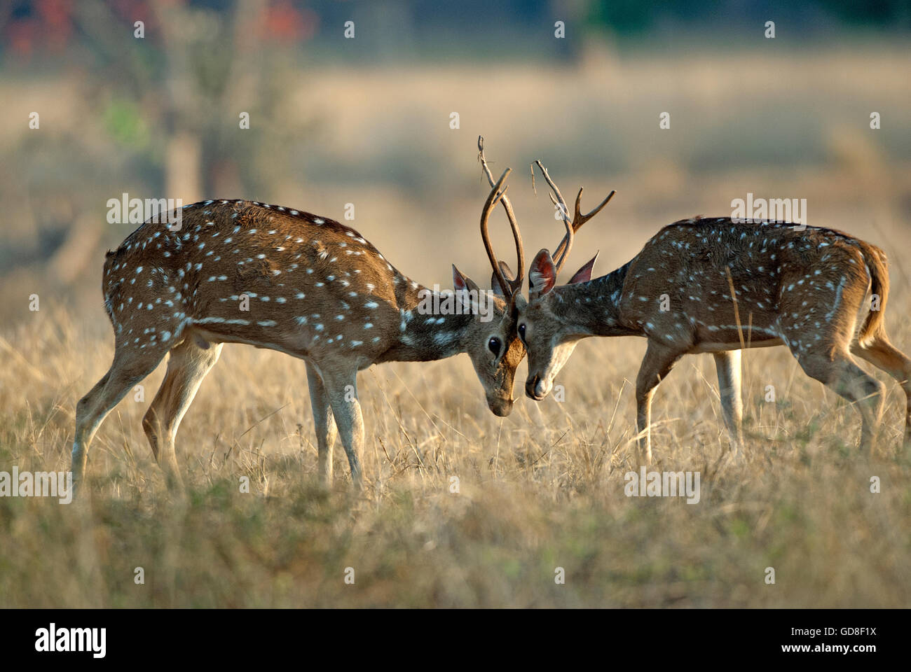 The image of Spotted deer ( Axis axis ) fight , Bandavgarh national