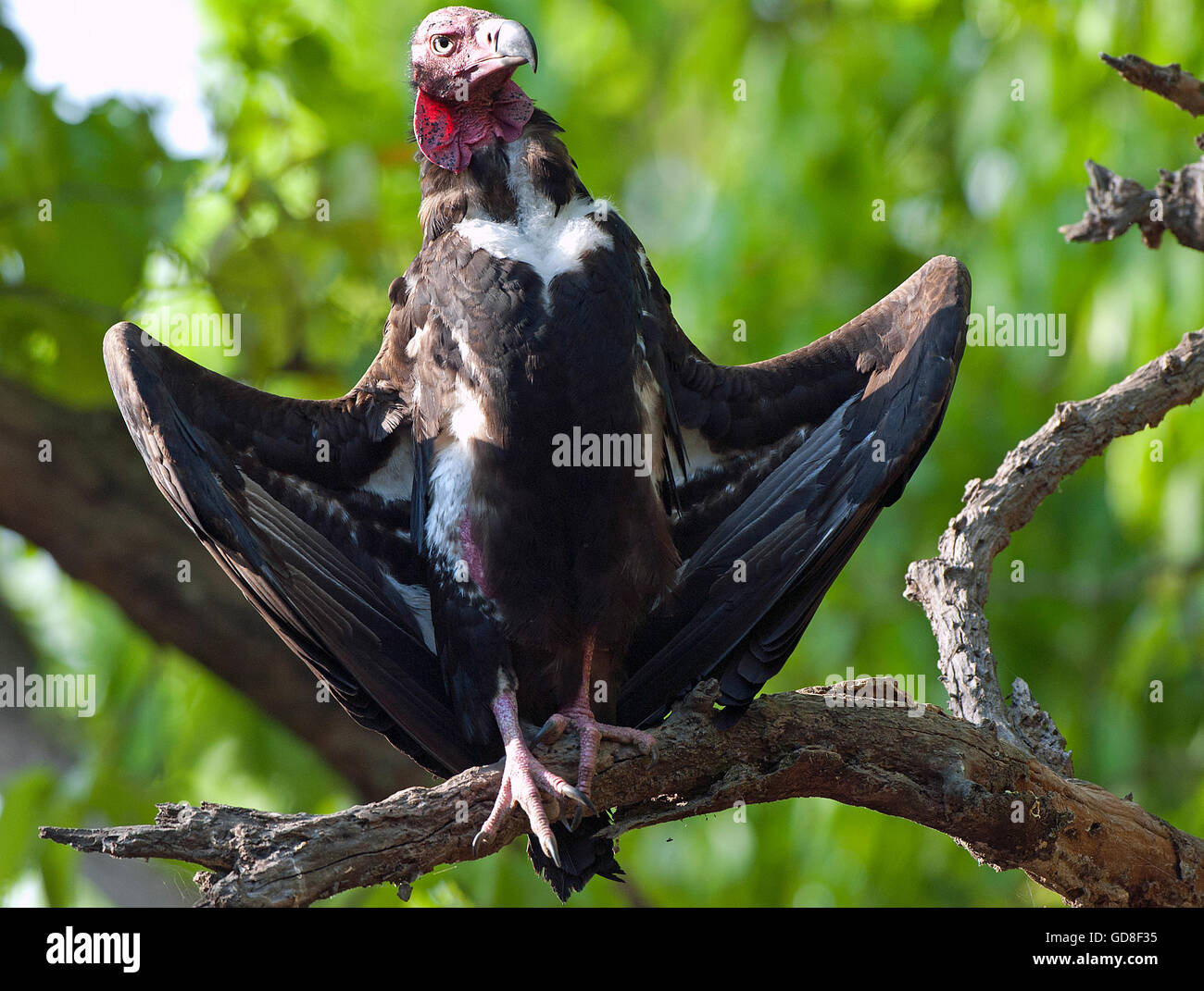 The image of  Red headed vulture ( Sarcogyps calvus ) was taken in Bandavgarh national park, India Stock Photo