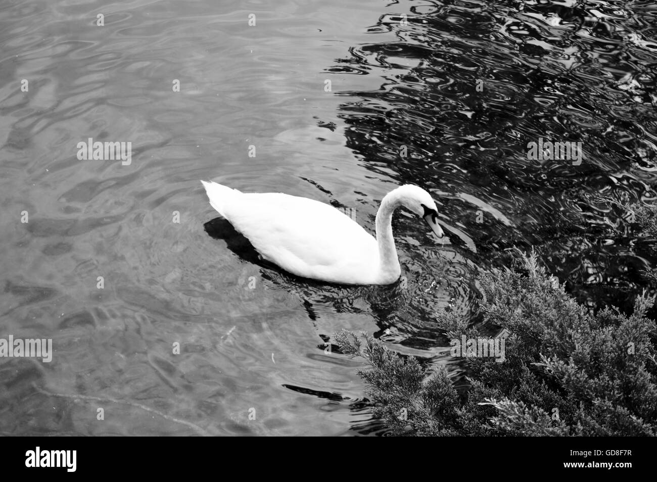 One Swan in Lago di Lugano in Switzerland. The picture is black and white. Stock Photo