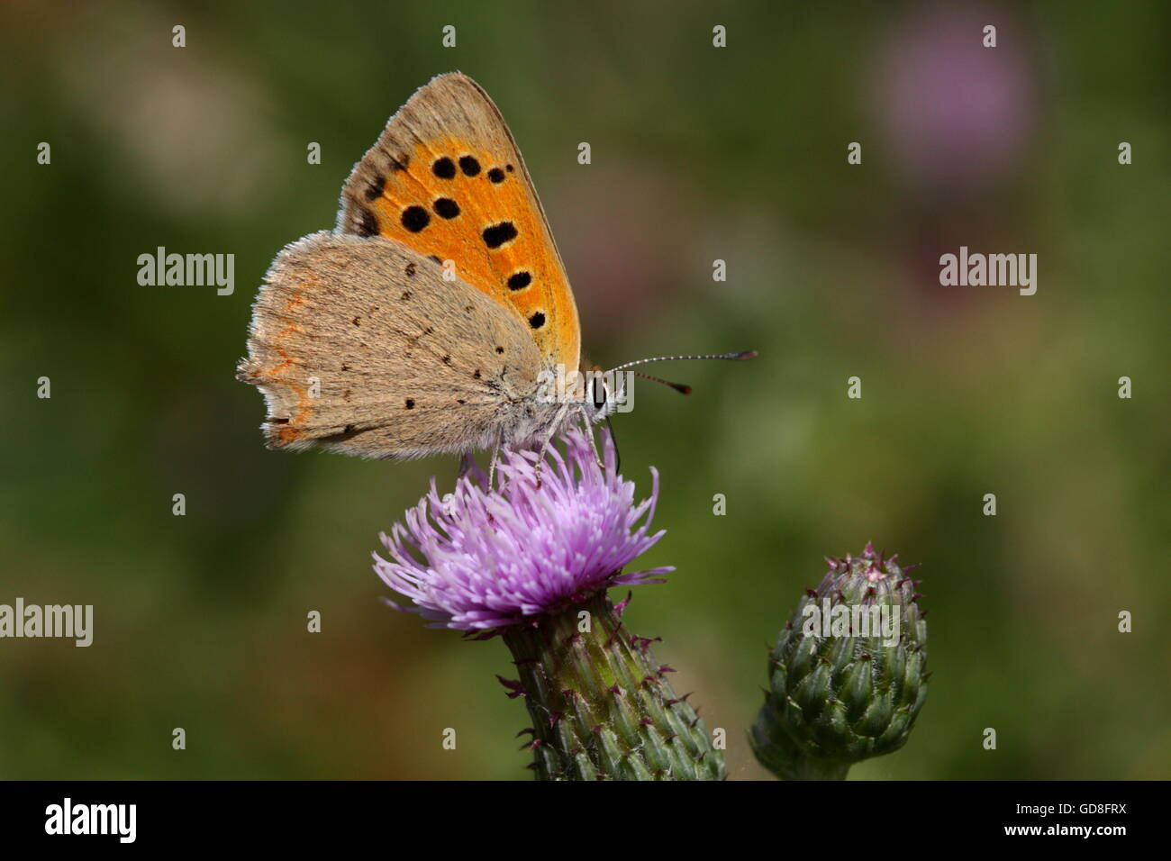 Small Copper Butterfly Stock Photo - Alamy