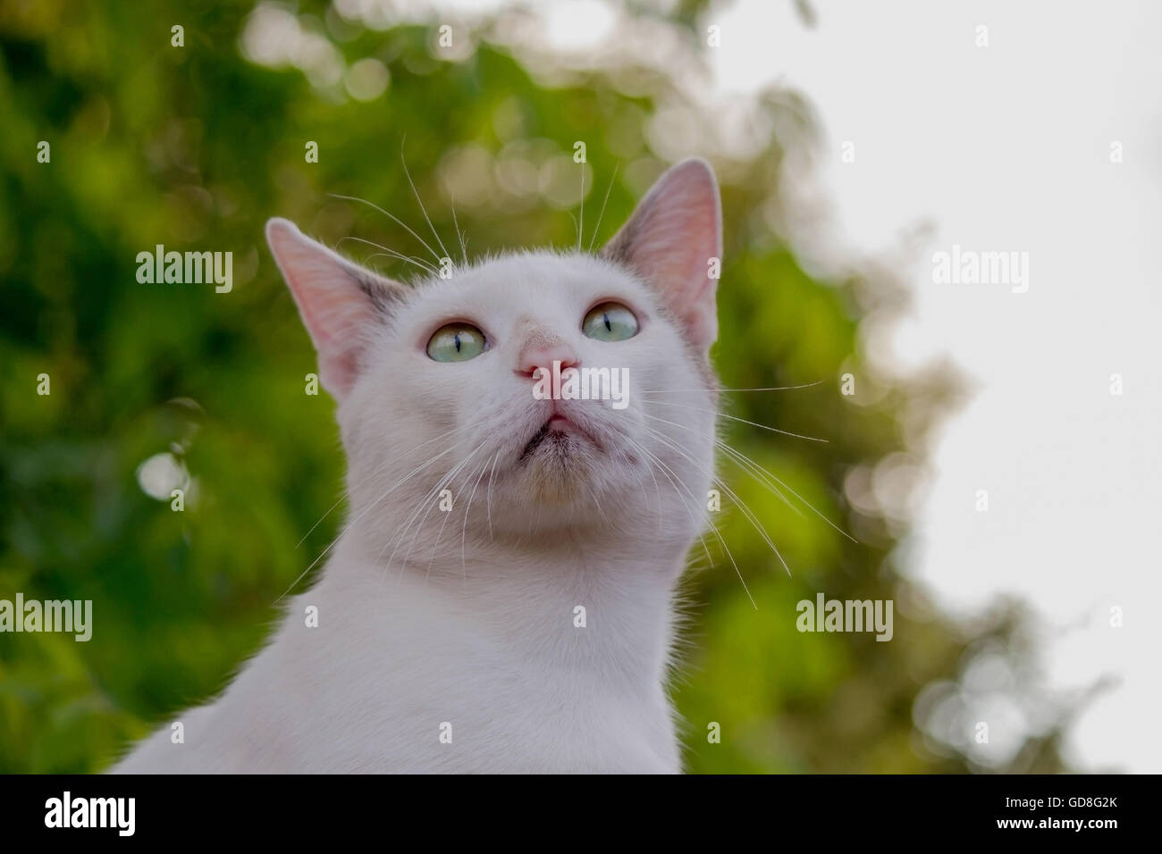 Skeptical Cat Mustache 5,083 Cat Face Surprised Stock Photos Free
