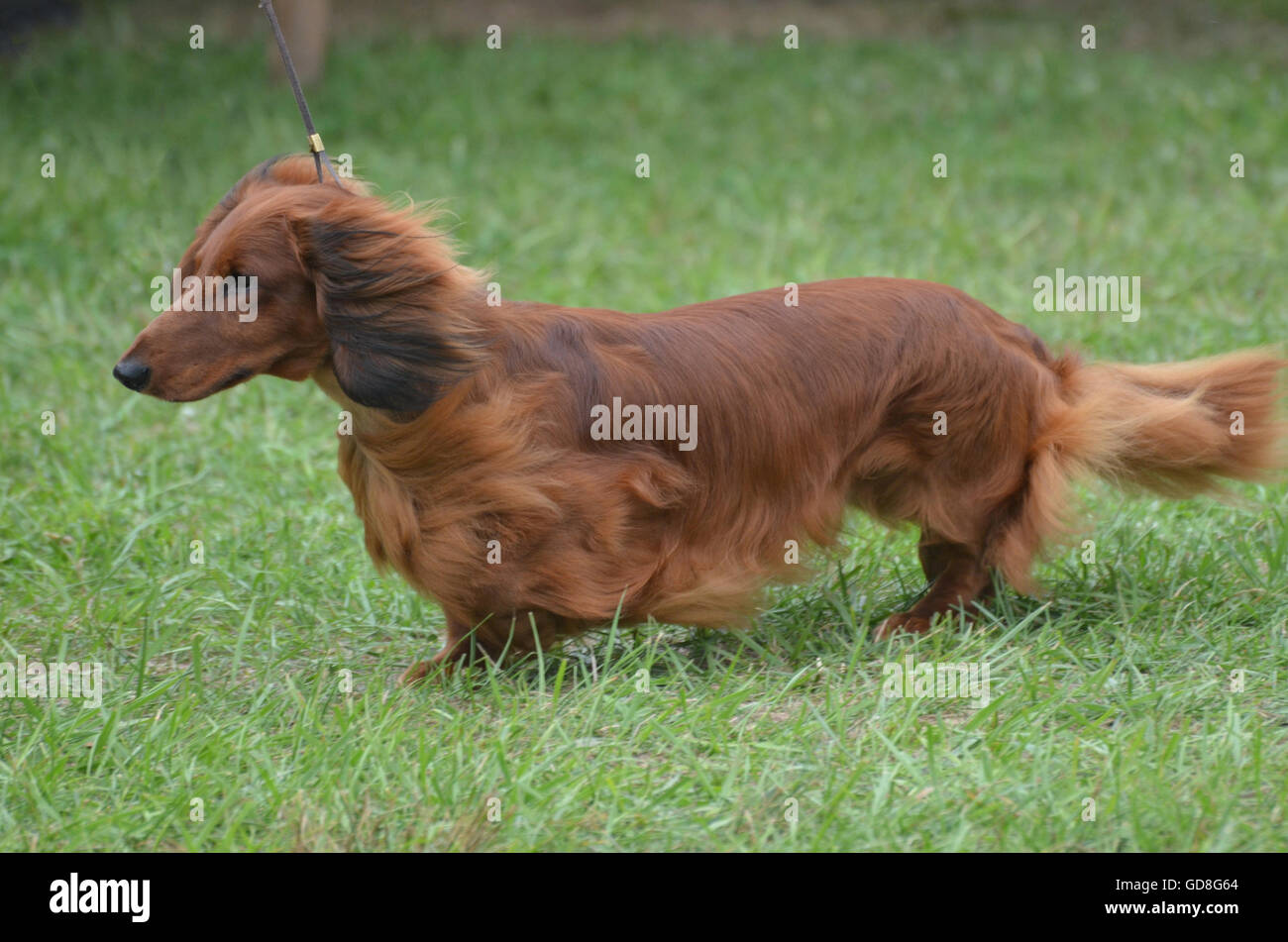Brown long haired dachshund dog on a leash Stock Photo Alamy