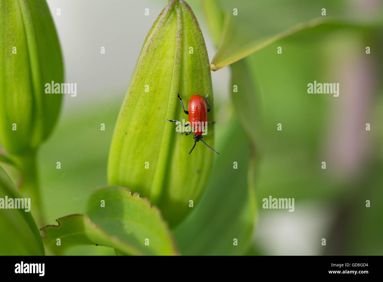 Red Lily beetle on lily plant Stock Photo Alamy