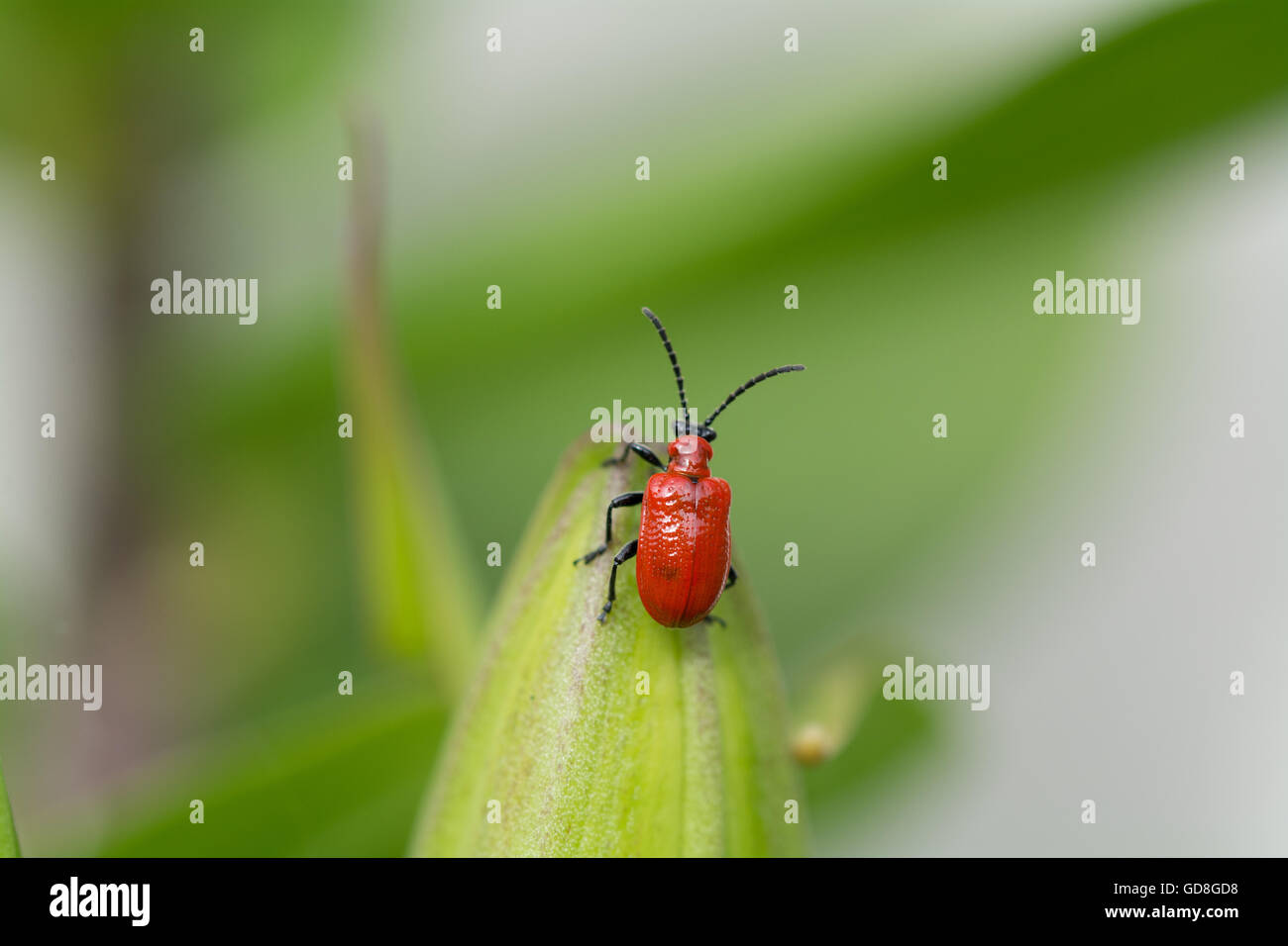 Red Lily beetle on lily plant Stock Photo Alamy