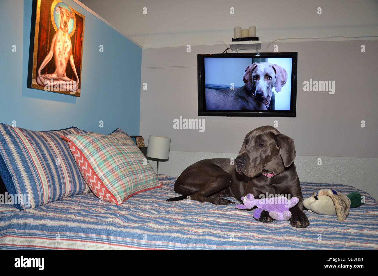 D Pet Hotels Chelsea Manhattan new york USA great dane 'luna' in uber