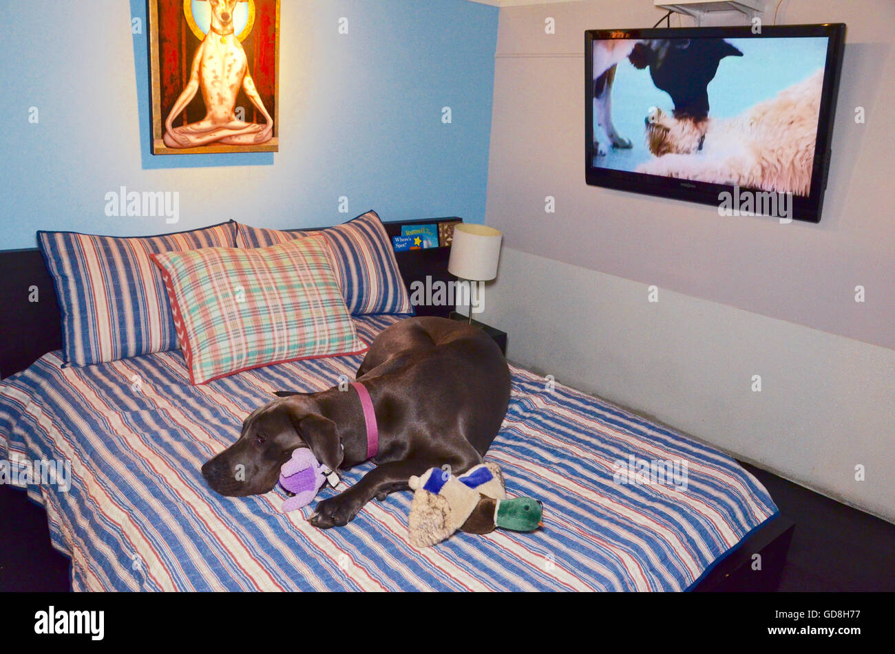 D pet hotels chelsea manhattan new york usa uber suite hires stock