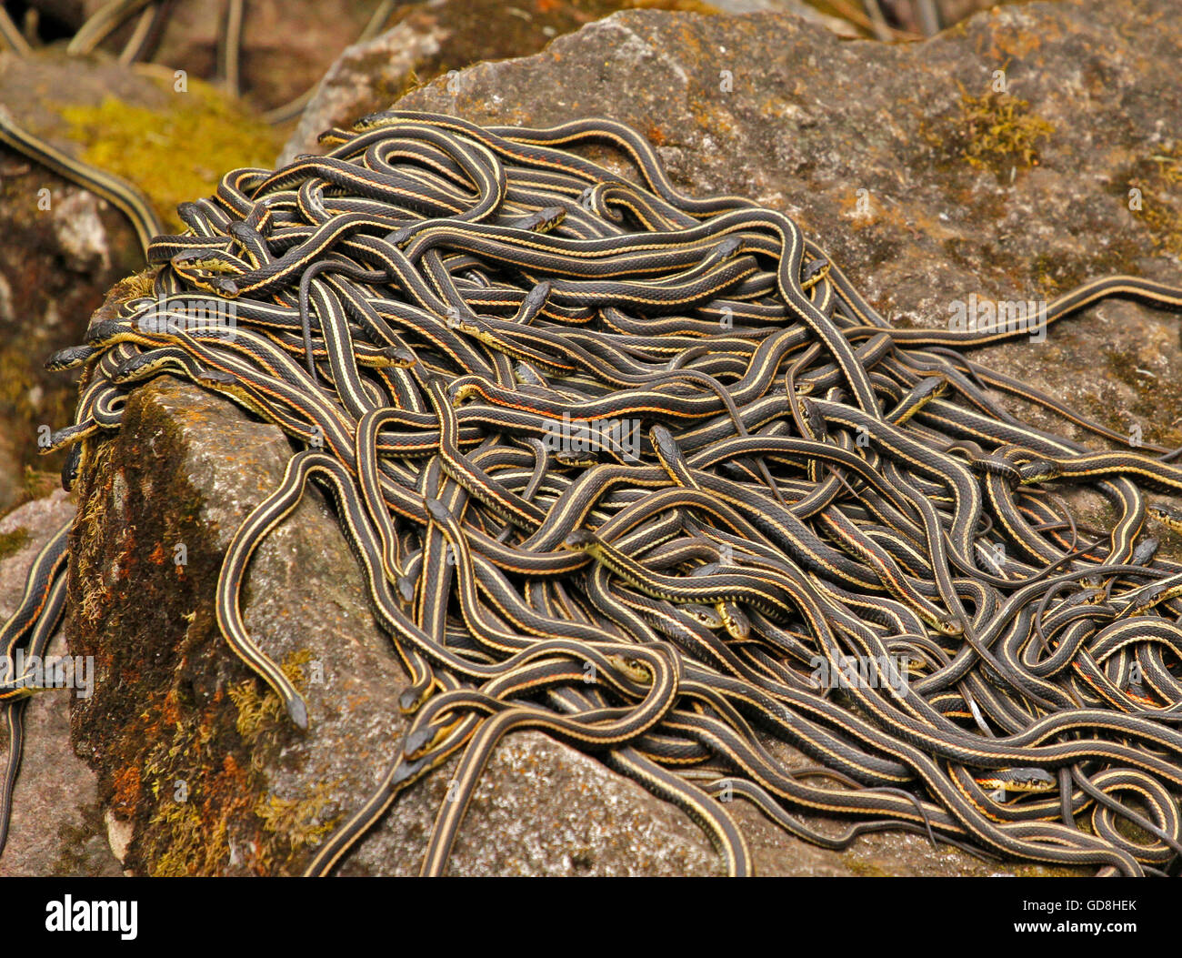 Group of red sided garter snake Thamnophis sirtalis parietalis males searching for a female Narcisse, Manitoba, Canada. Stock Photo