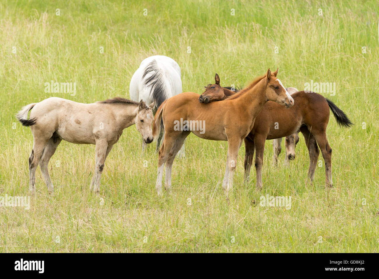 Horses in Oregon's Wallowa Valley. Stock Photo