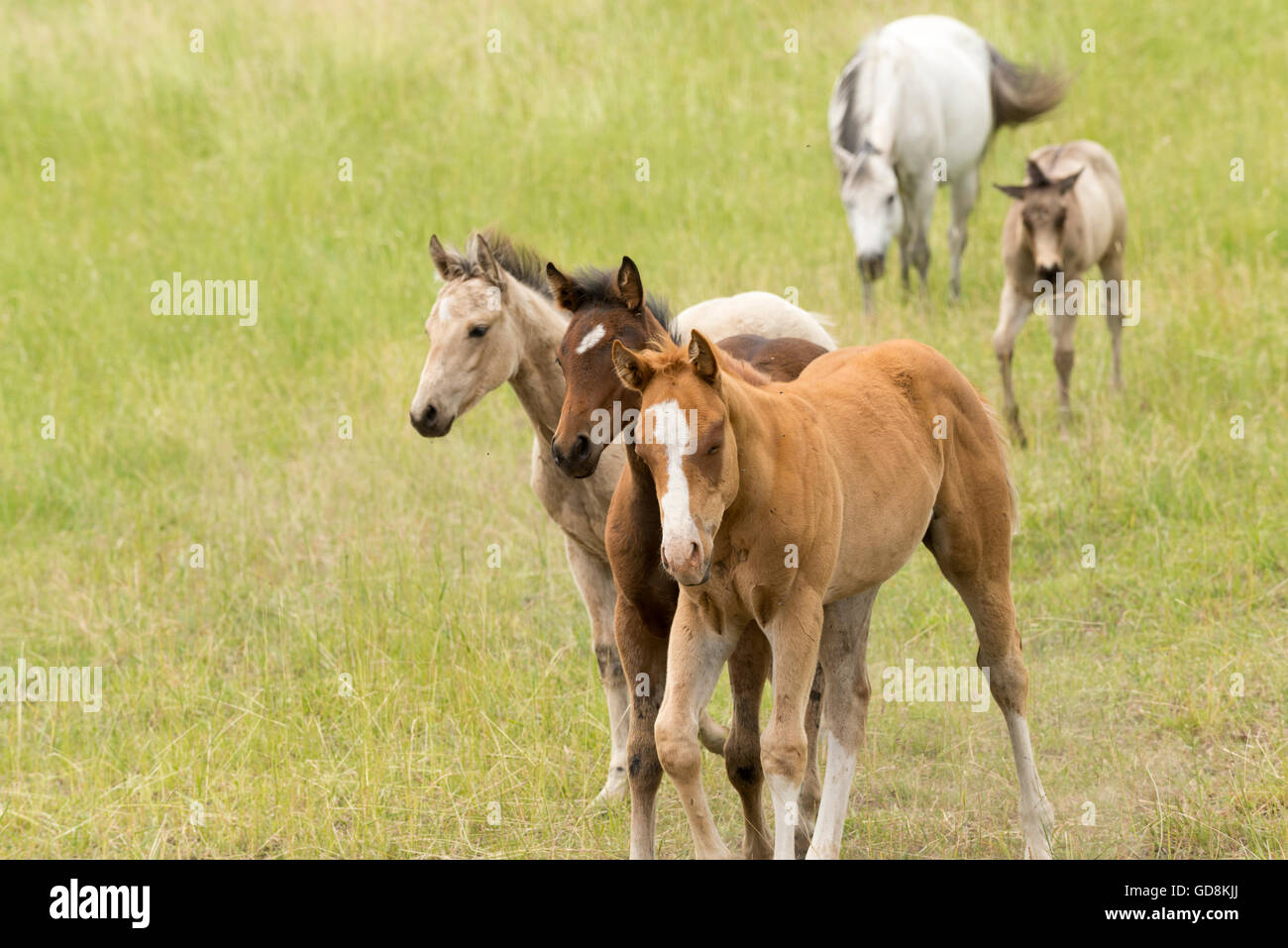 Horses in Oregon's Wallowa Valley. Stock Photo