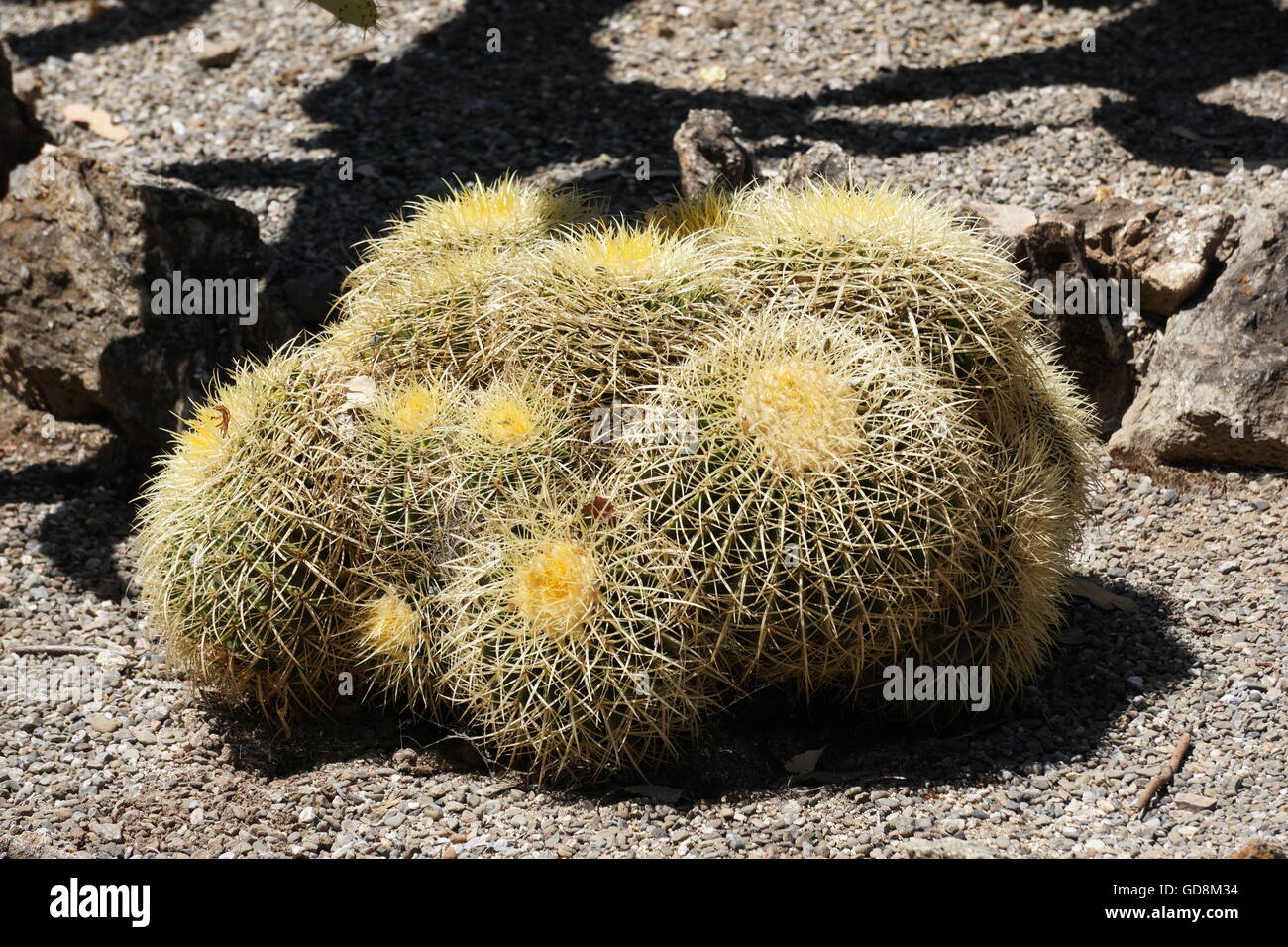 Golden barrel cactus, California Stock Photo - Alamy
