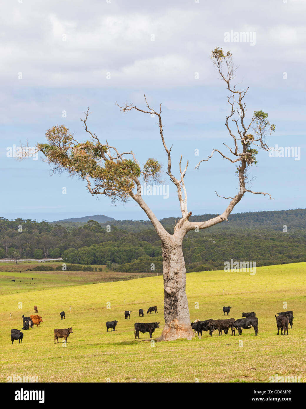 A cattle farm near the towns of Nornalup and Walpole in Western Australia. Stock Photo