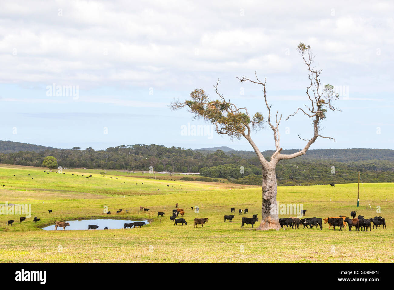 Cattle Farm Australia High Resolution Stock Photography and Images Alamy