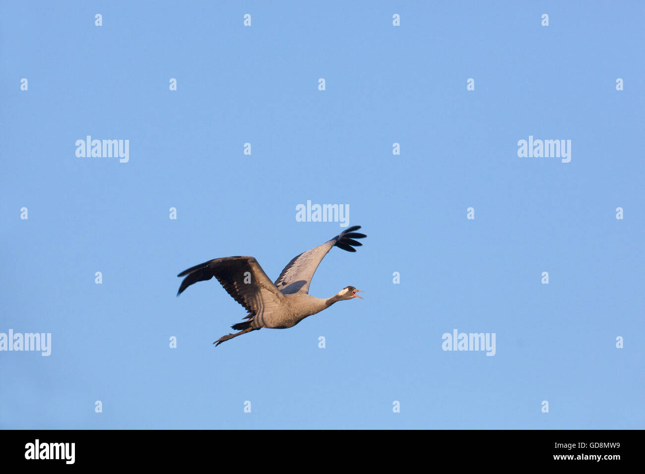 Common or Eurasian Crane (Grus grus). Calling in flight. Ingham. Norfolk. England. Stock Photo
