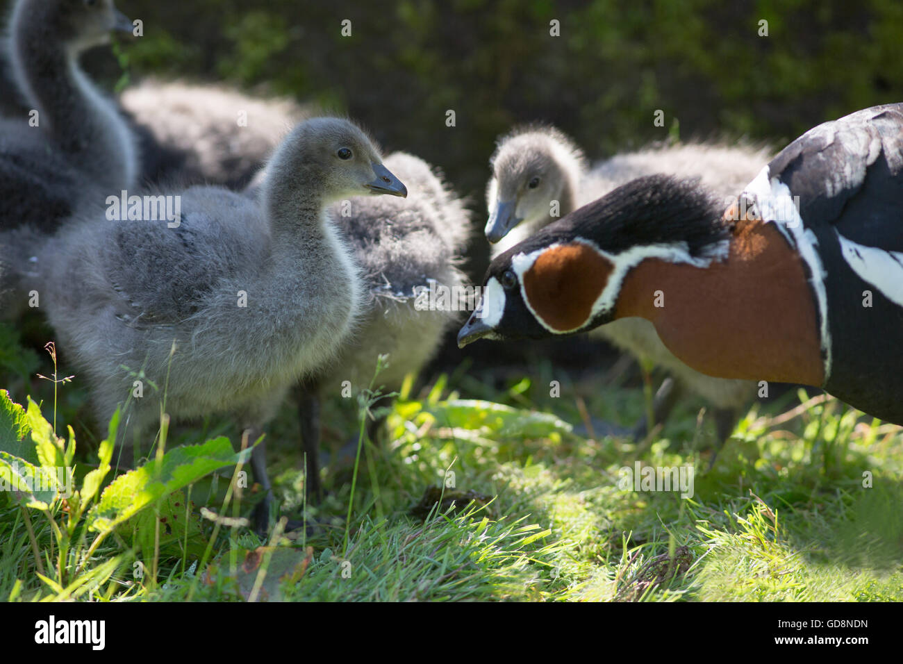 Red-breasted Goose (Branta ruficollis). Left, one of a clutch of six goslings being parent reared. Aged 18 days. Stock Photo