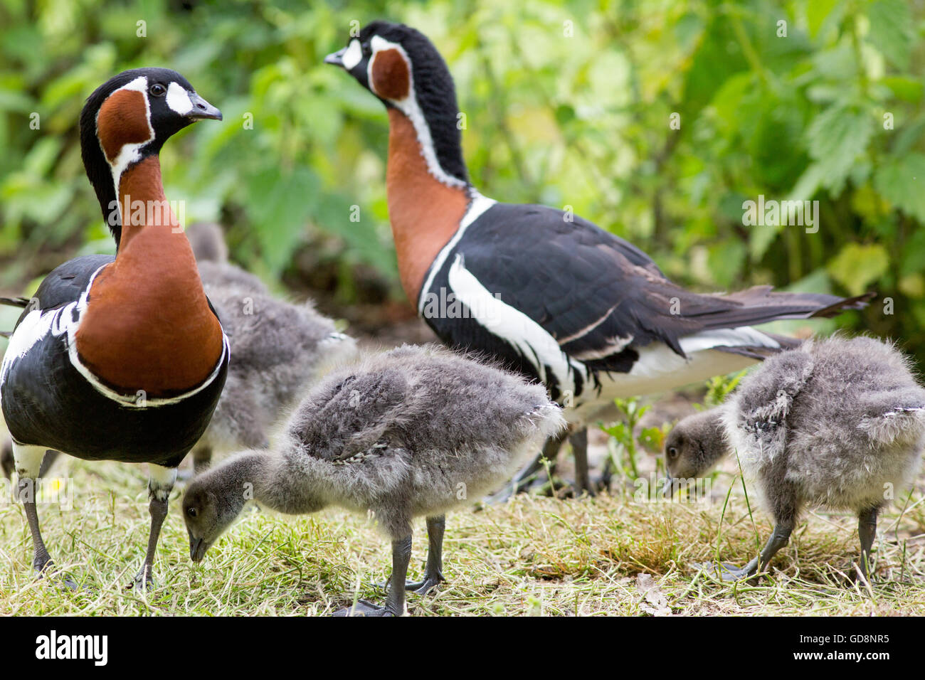 Red-breasted Geese (Branta ruficollis). Family. Goslings 18 days old. Stock Photo
