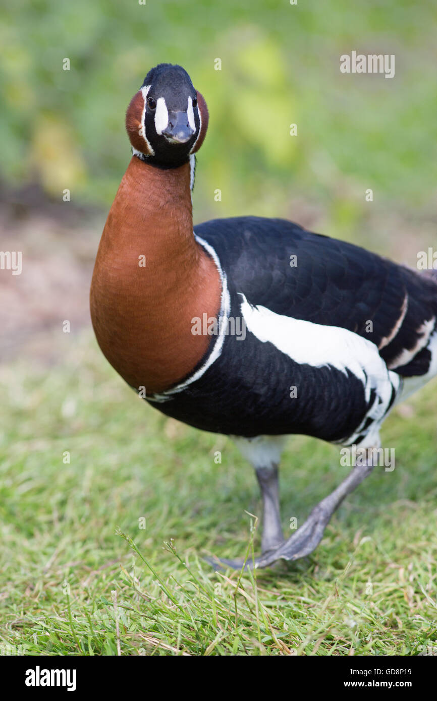 Red-breasted Goose (Branta ruficollis). Note the large white cheek
