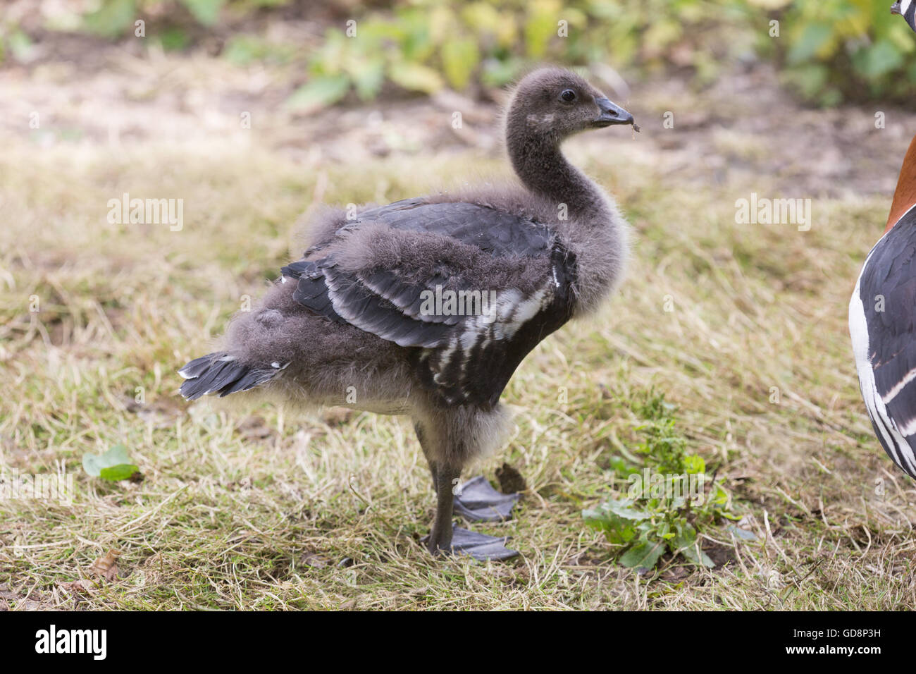 Red-breasted Goose (Branta ruficollis). Twenty Eight days old. One of six being parent reared in avicultural collection. Stock Photo