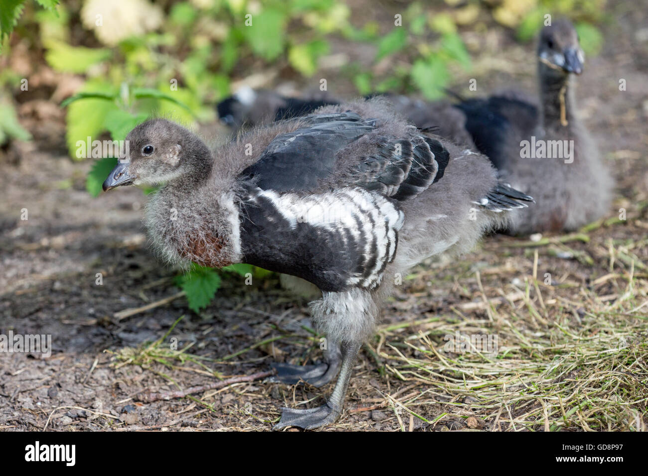 Red-breasted Goose (Branta ruficollis). Gosling or young aged 28 days old. Stock Photo