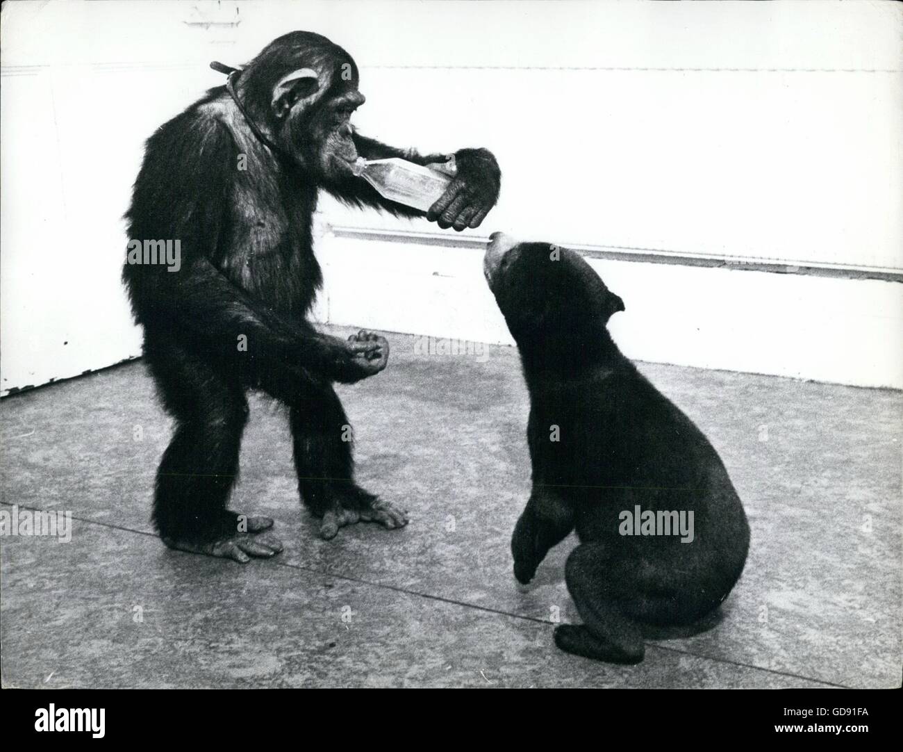 1961 - chimp chimpanzee with black bear feed eat drink milk share ...