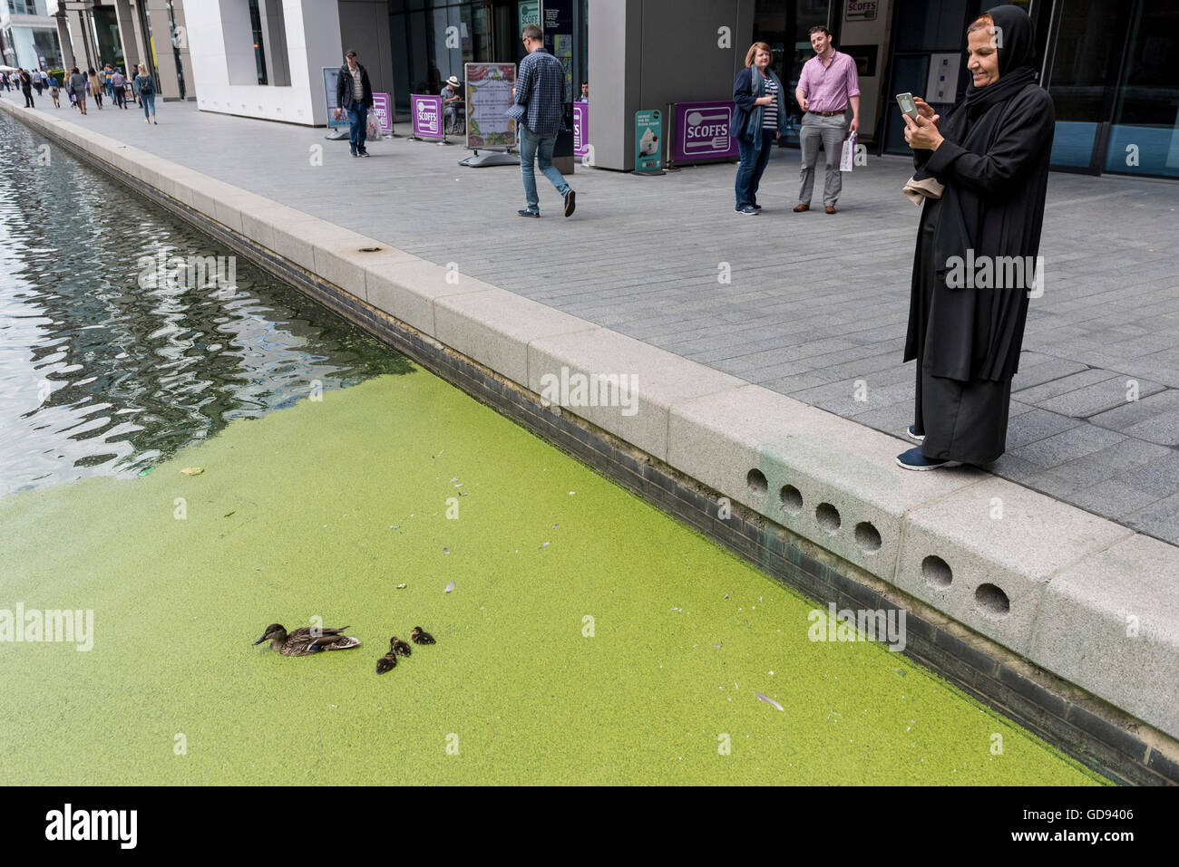 London, UK.  14 July 2016.  A woman takes a photo of a mother duck and her fluffy ducklings in the pondweed bloom in the canal at Merchant Square, Paddington. Credit:  Stephen Chung / Alamy Live News Stock Photo