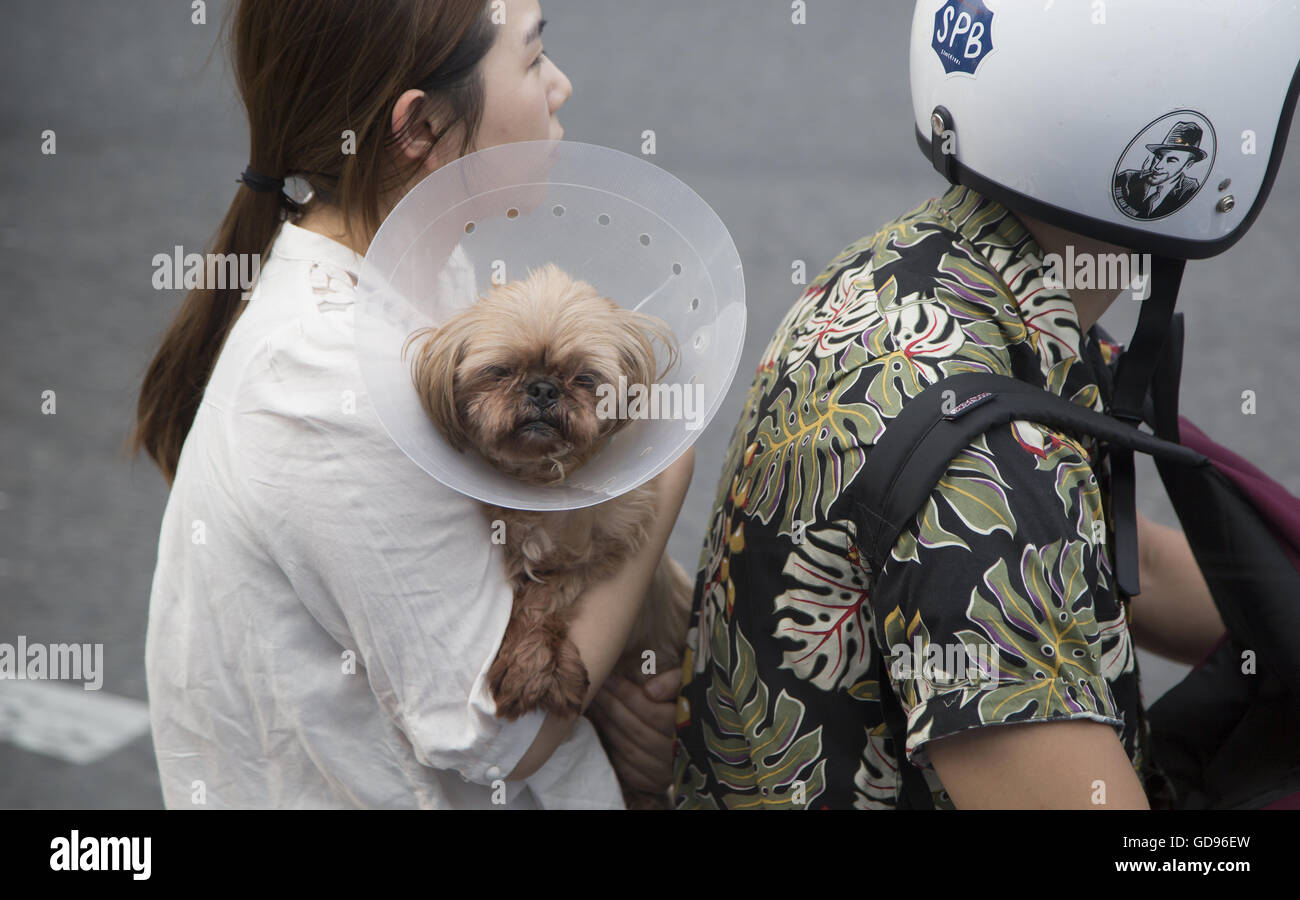 Pet market in South Korea, Jul 14, 2016 A couple and their dog ride