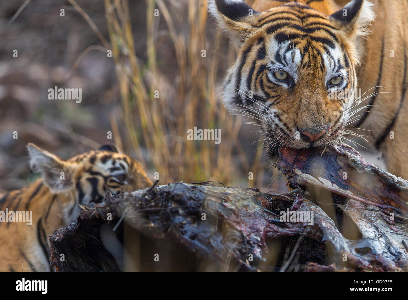 Bengal Tigress family eating a kill of Nilgai or blue bull antelope at Ranthambhore, India. ( Panthera Tigris ) Stock Photo