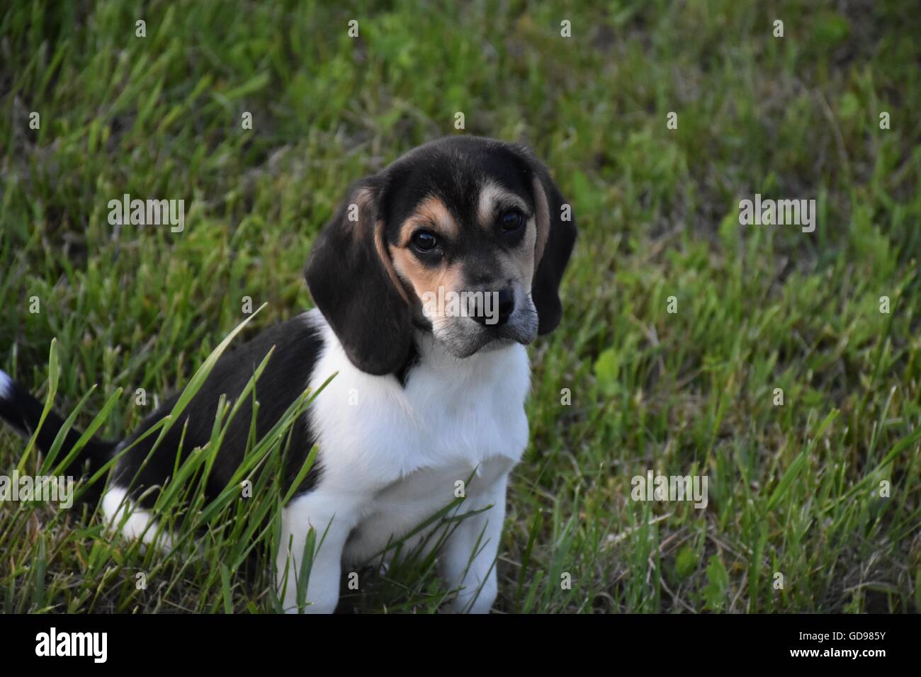 Beagle Puppy Sitting in Grass Stock Photo